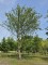 Afbeelding Veldesdoorn, Spaanse aak - Acer campestre