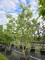 Afbeelding Meerstammige vederesdoorn - Acer negundo 'Flamingo'