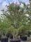 Afbeelding Perzisch ijzerhout - Parrotia persica