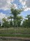 Afbeelding Valse Christusdoorn met geel uitlopend blad - Gleditsia triacanthos ‘Sunburst'