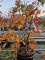 Afbeelding Japanse esdoorn 'Dansende Pauw' - Acer japonicum  'Aconitifolium'