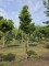 Afbeelding Magnolia - Magnolia 'Susan'
