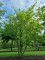 Afbeelding Haagbeuk - Carpinus betulus