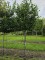 Afbeelding Laurierkers - Prunus laurocerasus 'Novita'