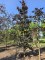 Afbeelding Veredelde Rode beuk met dieprood blad - Fagus sylvatica 'Riversii'