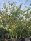 Afbeelding Krentenboom - Amelanchier lamarckii