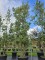 Afbeelding Steeneik - Quercus ilex