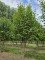 Afbeelding Gele Kornoelje - Cornus Mas