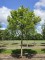 Afbeelding Japanse esdoorn boomvorm - Acer palmatum
