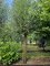 Afbeelding Hollandse knotwilg - Salix Alba