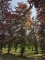 Afbeelding Rode beuk - Fagus sylvatica 'Atropunicea'