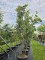 Afbeelding Steeneik - Quercus ilex