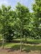 Afbeelding Kers 'Regina' - Prunus avium 'Regina'