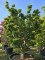 Afbeelding Japanse esdoorn - Acer palmatum 'Shishigashira'