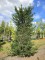 Afbeelding Taxus Venijnboom - Taxus Baccata