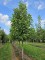 Afbeelding Magnolia 'Yellow Bird' hoogstamboom - Magnolia 'Yellow Bird'