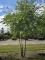 Afbeelding Zwarte berk - Betula nigra