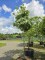 Afbeelding Japanse Grootbloemige Kornoelje - Cornus kousa 'China Girl'