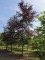 Afbeelding Rode beuk - Fagus sylvatica 'Atropunicea'