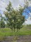 Afbeelding Laurierkers 'Caucasica' - Prunus laurocerasus 'Caucasica'