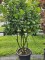 Afbeelding Laurierkers 'Bonaparte' - Prunus laurocerasus 'Bonaparte'