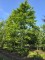 Afbeelding Gewone beuk - Fagus sylvatica