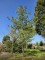Afbeelding Tranenden - Pinus wallichiana