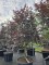 Afbeelding Japanse esdoorn - Acer palmatum 'Red Emperor'