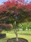 Afbeelding Japanse esdoorn 'Garnet' - Acer palmatum 'Garnet'