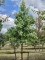 Afbeelding Amberboom - Liquidambar styraciflua