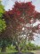 Afbeelding Japanse esdoorn - Acer palmatum 'Atropurpureum'