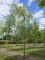 Afbeelding Treurwilg - Salix x sepulcralis 'Chrysocoma'