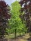 Afbeelding Amberboom - Liquidambar styraciflua