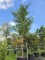 Afbeelding Leylandcypres - Cupressocyparis x Leylandii
