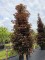 Afbeelding Roodbladige Noorse Esdoorn - Acer plat. 'Crimson King'