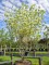 Afbeelding Japanse grootbloemige kornoelje - Cornus kousa 'Milky Way'