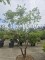 Afbeelding Papieresdoorn - Acer griseum