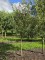 Afbeelding Rode Goudreinet - Malus domestica 'Rode Boskoop'