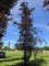 Afbeelding Rode beuk - Fagus sylvatica 'Atropunicea'