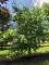 Afbeelding Amberboom op voetstam - Liquidambar styraciflua op voetstam