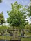 Afbeelding Turkse Hazelaar - Corylus colurna