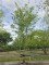 Afbeelding Valse Christusdoorn - Gleditsia triacanthos ‘Sunburst'