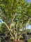 Afbeelding Perzisch IJzerhout - Parrotia persica
