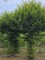 Afbeelding DUO van 2 dakbomen Haagbeuk - Carpinus betulus