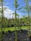 Afbeelding Kronkel lariks - Larix kaempferi 'Diana'