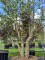 Afbeelding Kurkeik - Quercus Suber