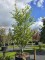 Afbeelding Perzisch IJzerhout - Parrotia persica 'Vanessa'