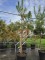 Afbeelding Grove Den - Pinus sylvestris
