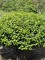 Afbeelding Portugese laurier bolvorm XL - Prunus Lusitanica