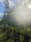 Afbeelding Winterlinde meerstam - Tilia cordata